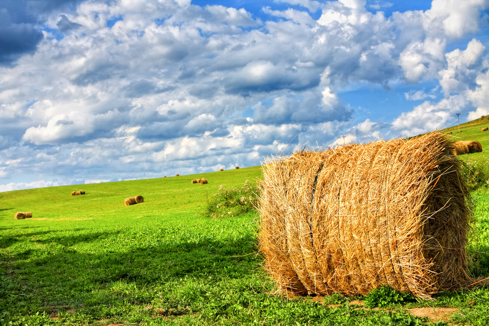 Happiness is…hay!