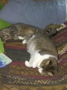 a tabby cat and a tabby and white cat sleeping
