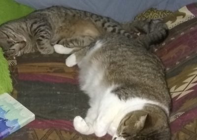 a tabby cat and a tabby and white cat sleeping