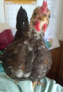 Miniature rooster staring at camera