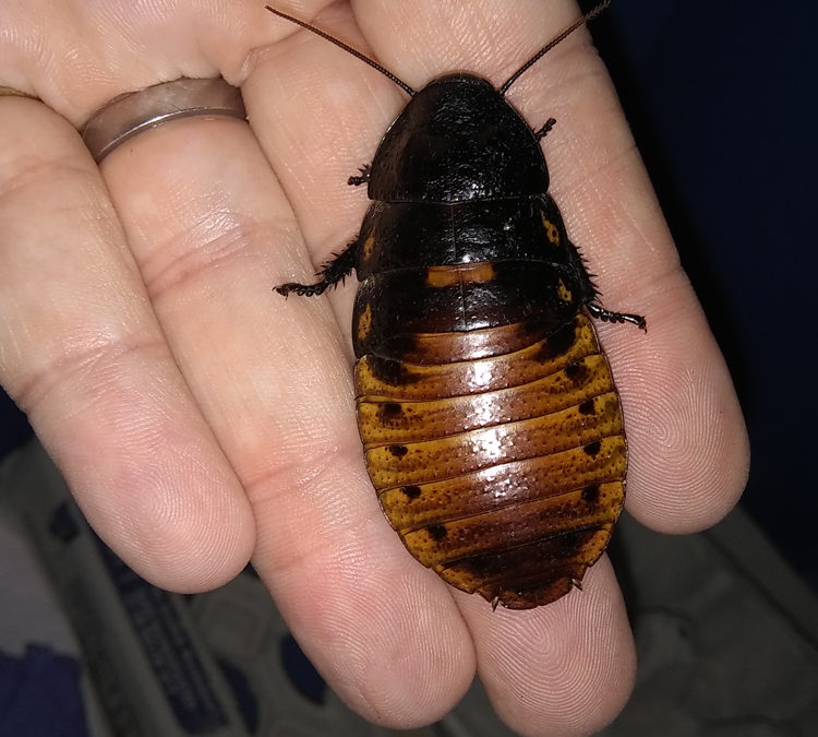 New Feeders: Madagascar Hissing Cockroaches