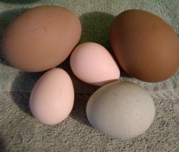 different sized eggs on a towel