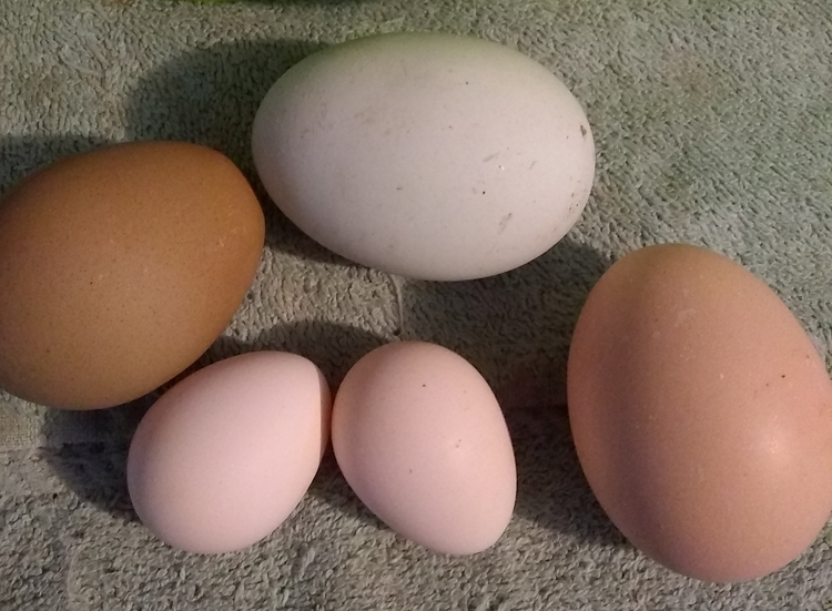 different color and sizes of eggs on a towel