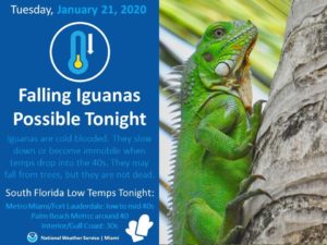 Warning from NWS miama about falling iguanas on Tuesday January 21, 2020. 